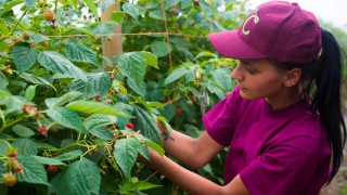 Feed the Nation: 11,000 sign up to ‘Land Army’ style scheme