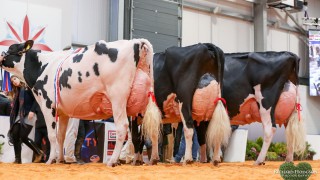 Holstein UK announces All-Britain award winners