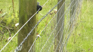 Amendments made Traunches 3 and 4 of NI’s Environmental Farming Scheme