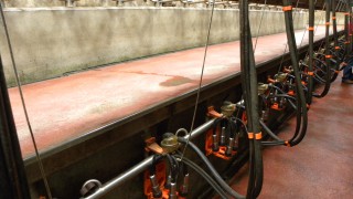 Third dip on the trot as GDT slips slightly in latest auction