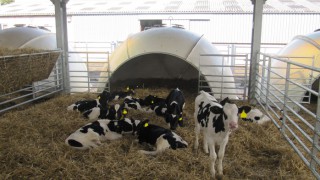 Scottish dairy farmers needed for Mycoplasma bovis study