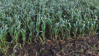 3-crop rule lifted in Northern Ireland for 2020