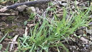 Mildew control: Tern makes a return