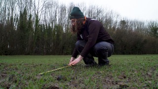 Plant counts a help in making agronomic decisions