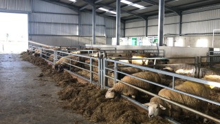 Ewe health issues: Getting to grips with mastitis this lambing season