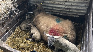 Are your newborn lambs getting enough colostrum?