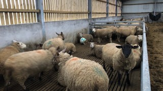What can I do if my ewes are prolapsing?