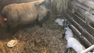 What can I do to avoid lambs getting navel/joint ill?