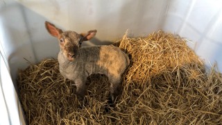 What are the dangers associated with buying in foster ewes and pet lambs?