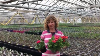 UK’s horticultural sector at risk of lockdown ruin