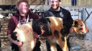 Calf weighing over 90kg born on dairy farm in Scotland