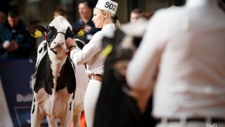 UK Dairy Expo goes ahead despite Covid-19 concerns