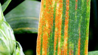 New pathotypes add further complexity to wheat rust population