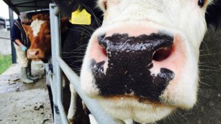 TB testing suspended in Northern Ireland