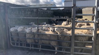 Covid-19 affecting sheep prices massively in New Zealand