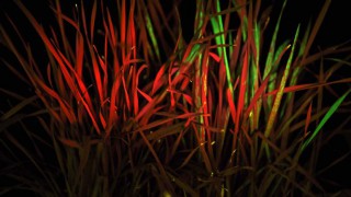 Major gene breakthrough ‘game-changer’ in herbicide resistance