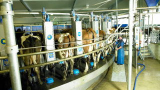 GDT index sees slight increase in latest auction