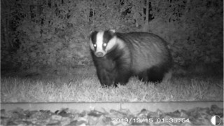 Study suggests humans transported badgers from Britain to Ireland