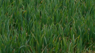 Grain price: Wheat falls, corn supplies ample