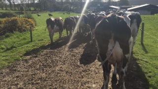 Can OAD milking improve the BCS of under-conditioned cows?