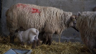 Video: How to carry out good hygiene practices in the lambing shed