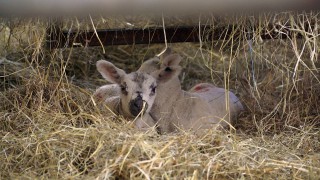 Video: Step-by-step guide on how to tube feed a newborn lamb