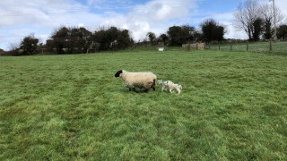 Sheep advice: How to manage tight grass supplies this spring