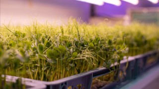 LettUs Grow to accelerate construction of new vertical farms