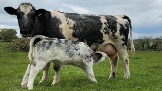 The benefits of good planning now for next year’s calves