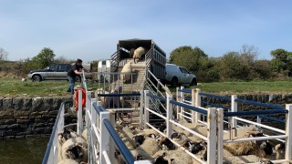 Sheep cross Strangford Lough on barge, continuing 200-year-old island farming tradition