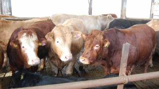 US ‘dangerously close’ to meat shortages as plants close