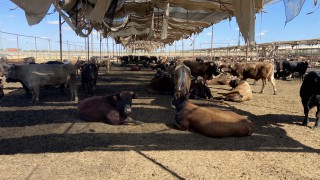 Milking hundreds of cows and finishing 2,000 Brazilian-origin bulls in Egypt