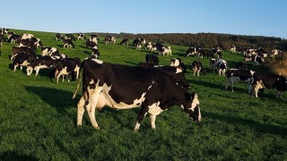 Can you afford to miss this grazing opportunity this summer?