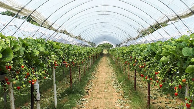 Image-source-University of Herfordshire-Strawberry