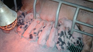 Pig farmers urged to consider potential for heat stress as temperatures rise