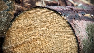 Forestry and timber markets face new challenges over the coming years – report