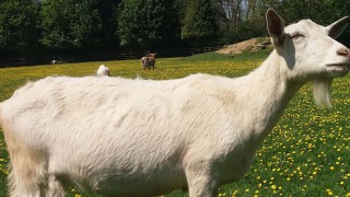 Goats ‘as good as dogs’ at following directions from humans