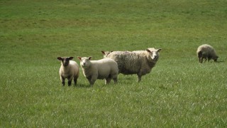 Are worm burdens affecting the performance of your lambs?