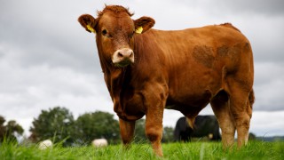 Oxford research: Livestock emission calculations could be ‘unfair and inefficent’
