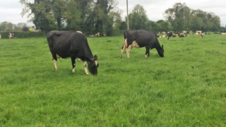 Have you cows not showing signs of heat? If so, get them checked out