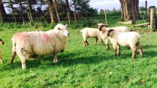 Time to look back on the lambing season…while it’s still fresh in the memory