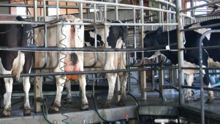 GDT index sees slight decrease in latest auction