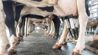 Market analysis: European dairy commodity prices find stability