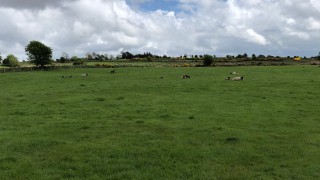 Sheep management: How can I improve grass utilisation on my farm?