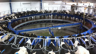 Northern Irish milk prices: A round-up for May