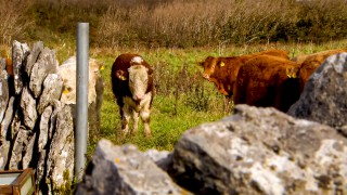 Dealing with flies in suckler herds