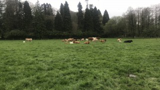 Observation and record keeping during breeding