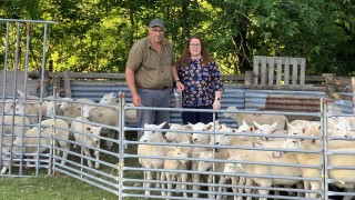 Welsh farmers testing the way for effective worming treatments