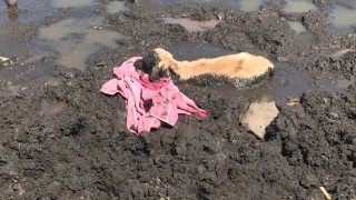 Calf stuck ‘neck high’ in dried up pond rescued by RSPCA