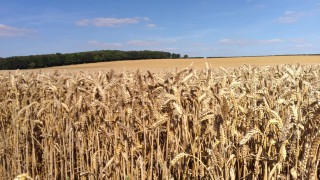 Demand uncertainty in grain markets